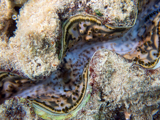 Maxima Tridacna clam amazing patterns and natural design, ultra macro underwater photography