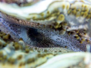 Maxima Tridacna clam amazing patterns and natural design, ultra macro underwater photography