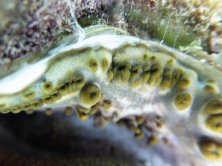 Maxima Tridacna clam amazing patterns and natural design, ultra macro underwater photography