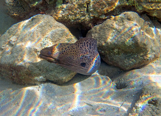 The giant moray eel - (Gymnothorax javanicus)