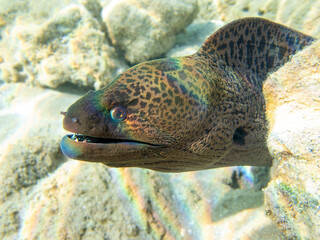 The giant moray eel - (Gymnothorax javanicus)