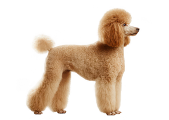 Poodle dog standing, side view isolated on a white background, png, transparent