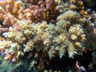 Acropora short polyp stony coral, underwater photo into the Red sea