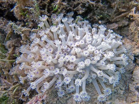 Goniopora LPS coral, underwater close up photography scene 