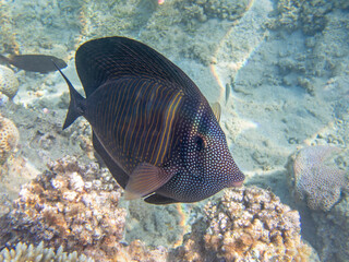 Zebrasoma Veliferum tang fish, underwater scene in to the sea