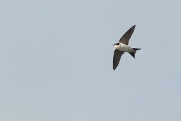 House martin (Delichon urbicum) in flight on a spring day, Perthshire, Scotland. Migratory bird in the swallow family.