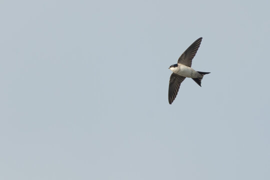 House martin (Delichon urbicum) in flight on a spring day, Perthshire, Scotland. Migratory bird in the swallow family.