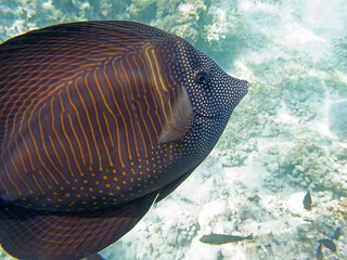 Zebrasoma Veliferum tang fish, underwater scene in to the sea