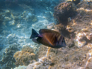 Zebrasoma Veliferum tang fish, underwater scene in to the sea