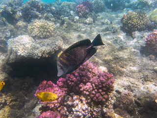 Zebrasoma Veliferum tang fish, underwater scene in to the sea