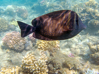 Zebrasoma Veliferum tang fish, underwater scene in to the sea