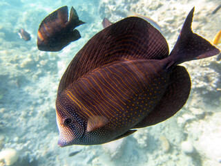 Zebrasoma Veliferum tang fish, underwater scene in to the sea