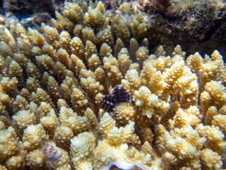 Acropora short polyp stony coral, underwater photo into the Red sea