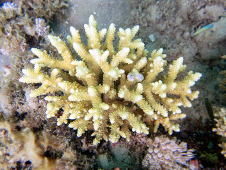 Acropora short polyp stony coral, underwater photo into the Red sea