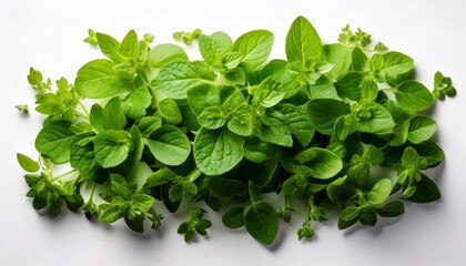 Obraz premium Healthy greens. 