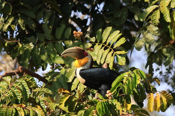 The wreathed Hornbill is a type of hornbill found in tropical rainforests. Its breeding grounds are in Khao Yai National Park, Thailand.
