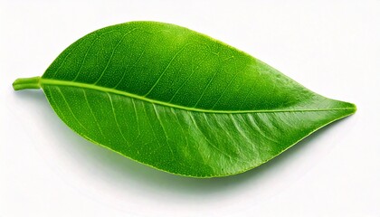 Obraz premium Healthy greens. 