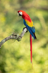 The scarlet macaw (Ara macao) also called the red-and-yellow macaw, red-and-blue macaw or red-breasted macaw