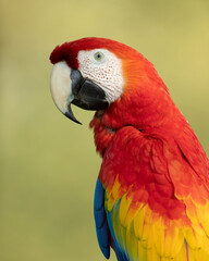 The scarlet macaw (Ara macao) also called the red-and-yellow macaw, red-and-blue macaw or red-breasted macaw