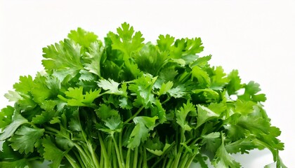 Obraz premium bunch of parsley