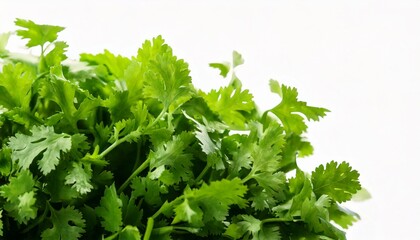 Fototapeta premium bunch of coriander
