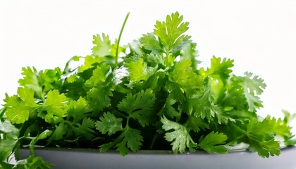 Fototapeta premium bunch of coriander