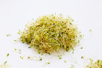 Fresh green sprouted alfalfa seeds