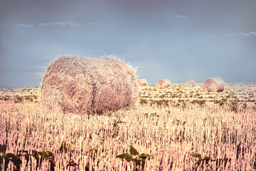 Hay bales, straw rolls in meadow, beautiful landscape in the late afternoon in agricultural field