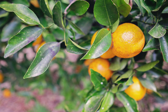 Organic mandarin orange tree