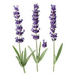  Lavender Flower Stems – Purple Aromatic Herb Isolated on White