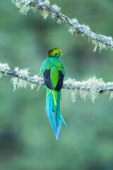The resplendent quetzal (Pharomachrus mocinno) is a bird found in Central America and southern Mexico that lives in tropical forests