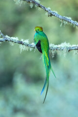 The resplendent quetzal (Pharomachrus mocinno) is a bird found in Central America and southern Mexico that lives in tropical forests