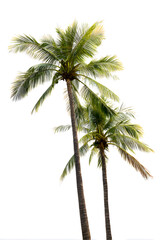 Coconut Palm Trees Isolated on White Background