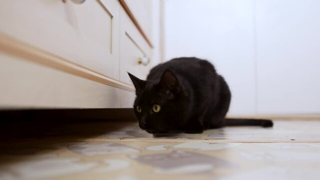 the black cat sits on the floor and watches for prey