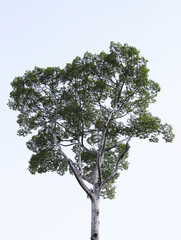 Looking up from down tree, Dipterocarpus tree, Big tree in Vietnam