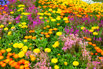 A variety of flowers in a vibrant and colorful flower garden in full bloom at a park in Japan