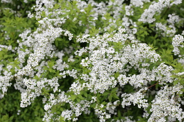 White flowers of Thunberg spirea in Japan park