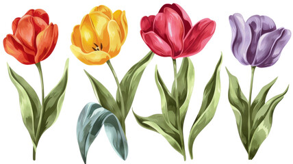 Obraz premium Vibrant Tulip Flower on White