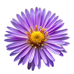 Obraz premium Stunning Purple Aster Flower: High-Resolution Image