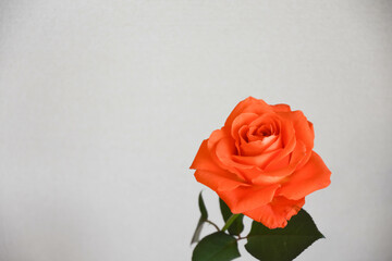 オレンジ色のバラ