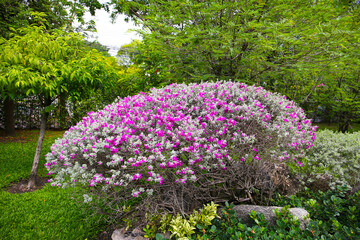 Leucophyllum frutescens plant in the garden