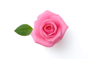 Pink rose flower, isolated on white background
