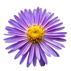 Purple Aster Flower High Resolution Image