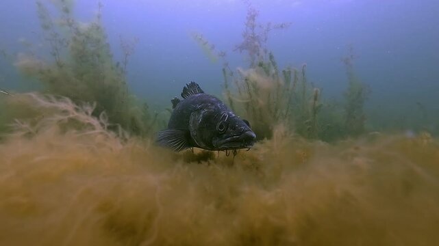 A dark-colored male pike perch, zander (Sander lucioperca), rests on the nest it has prepared for the female&rsquo;s eggs, with several leeches clearly visible on its head and body
