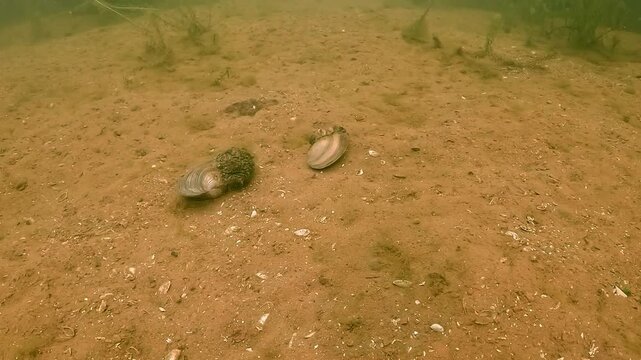 Two Anodonta mussels lie on the sandy bottom of Lake Salagou, filtering water and enriching the freshwater ecosystem.
