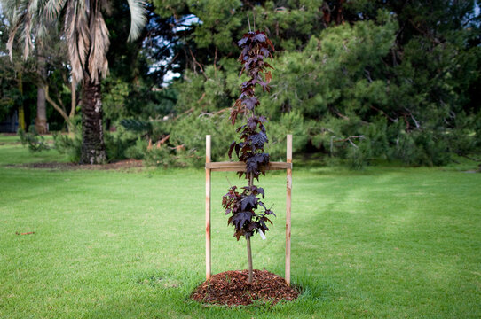 A sapling planted by the local council in park