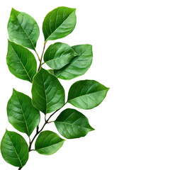 Lush green leaf close-up nature scene botanical photography outdoor. Isolated on transparent background, png.