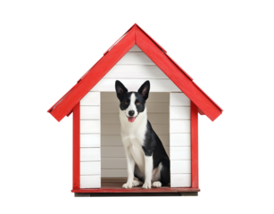 an adorable border collie sitting on the floor, cute dog house with a red roof and white wooden walls.