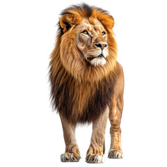 Obraz premium Majestic lion stands proud in the savanna wildlife photography. Isolated on transparent background, png.