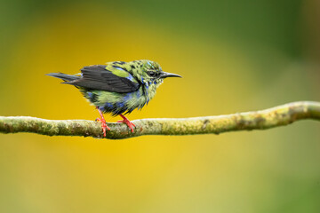 red-legged honeycreeper (Cyanerpes cyaneus) is a small songbird species in the tanager family (Thraupidae).